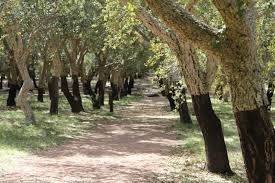 cork trees sustainability production cork trees