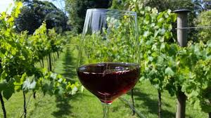 Red Wine Glass in Vineyard Gold Coast Red Wine Glass in Vineyard Gold Coast
