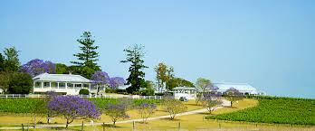 Albert River Winery picture with blossoming Jacaranda Trees